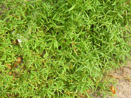 carpet_01.jpg