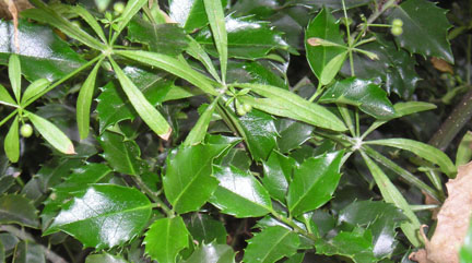 catchweed02.jpg