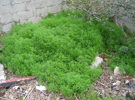 catchweed03.jpg