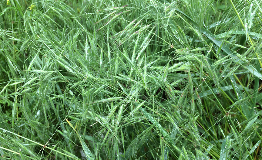 cheatgrass01.jpg