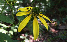 cutleafconeflower.jpg