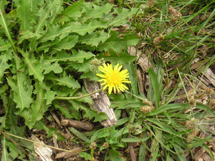 dandelion_01.jpg