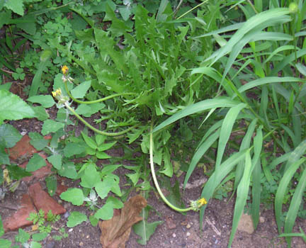 dandelion_02.jpg