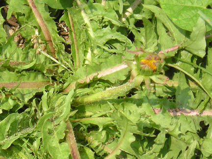 dandelion_03.jpg
