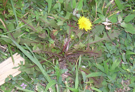 dandelion_04.jpg