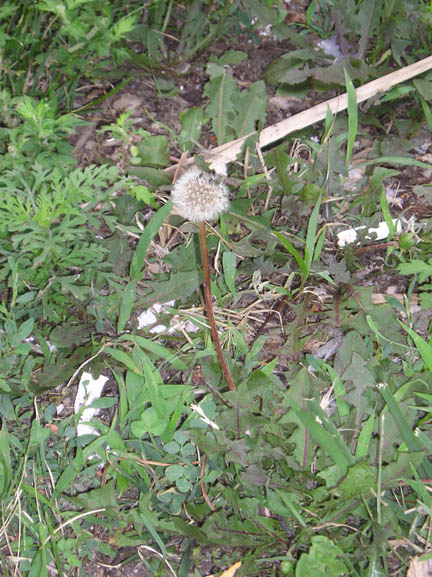 dandelion_05.jpg