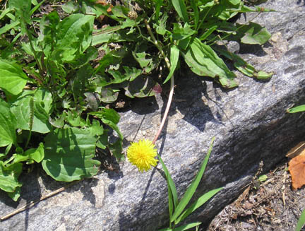 dandelion_06.jpg