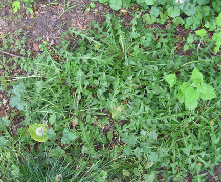 dandelion_07.jpg