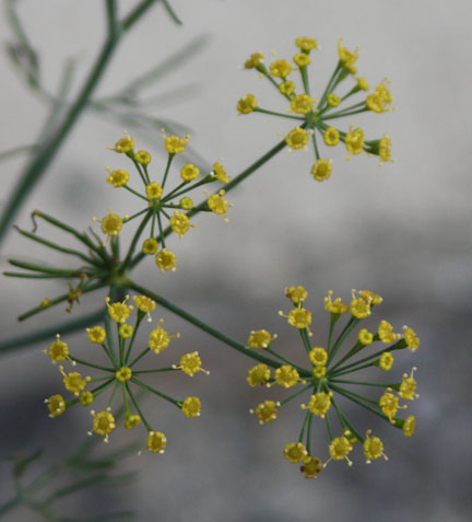 dill_01.jpg