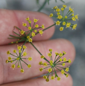 dill_03.jpg