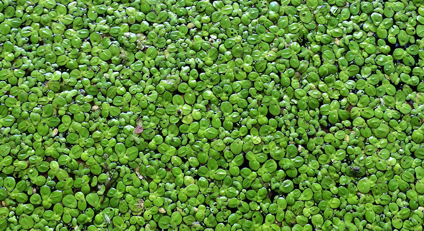 duckweed01.jpg