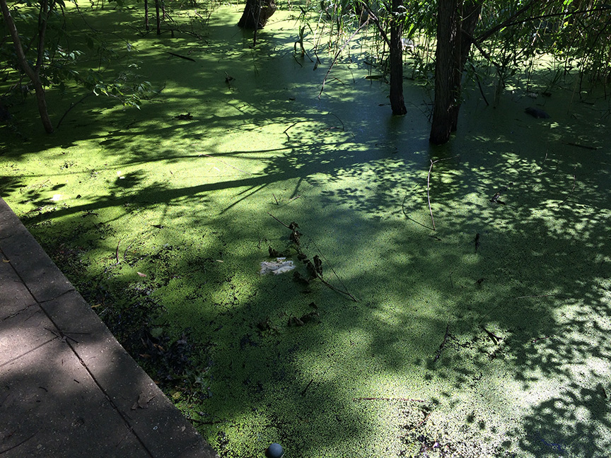 duckweed02.jpg