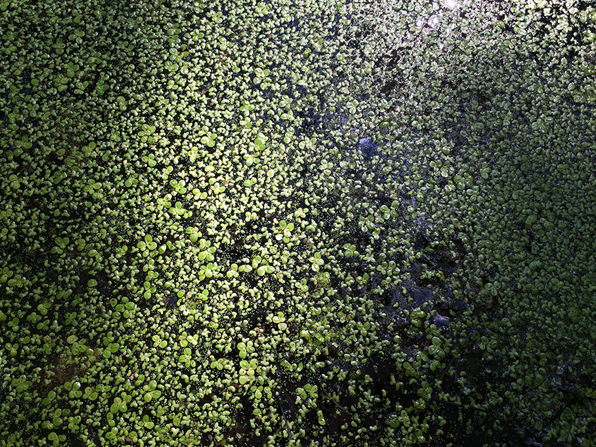 duckweed04.jpg