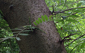 honeylocust.jpg