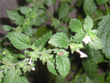 lemonbalm_01.jpg
