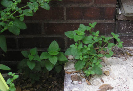 lemonbalm_02.jpg