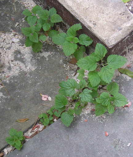 lemonbalm_03.jpg