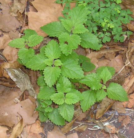 lemonbalm_05.jpg