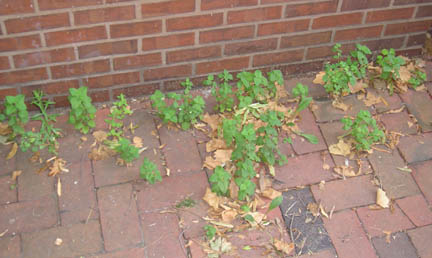 lemonbalm_06.jpg