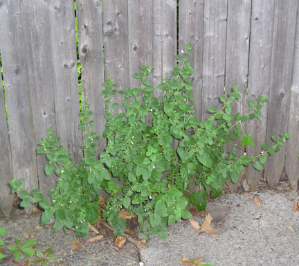lemonbalm_07.jpg
