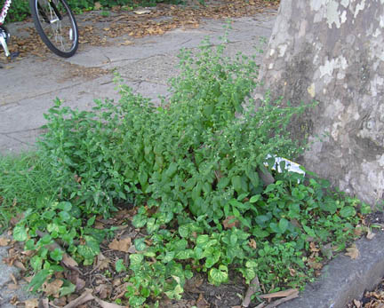 lemonbalm_08.jpg