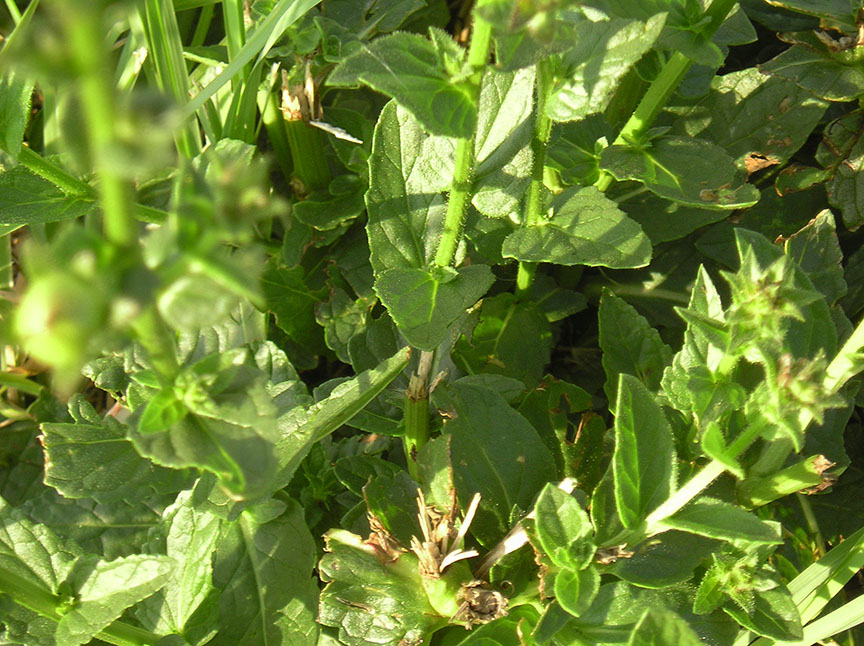 m_mullein_04.jpg