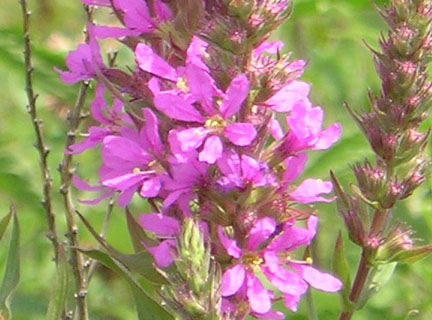 purple_05.jpg