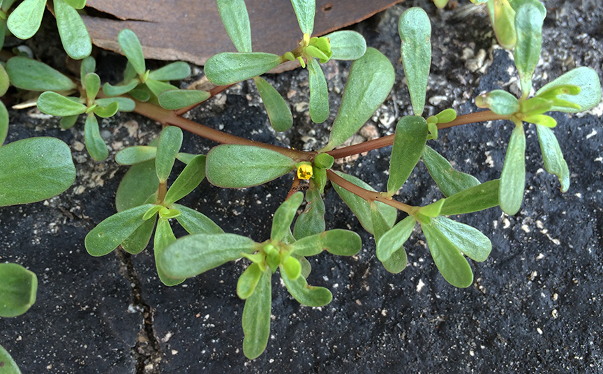 purslane01.jpg