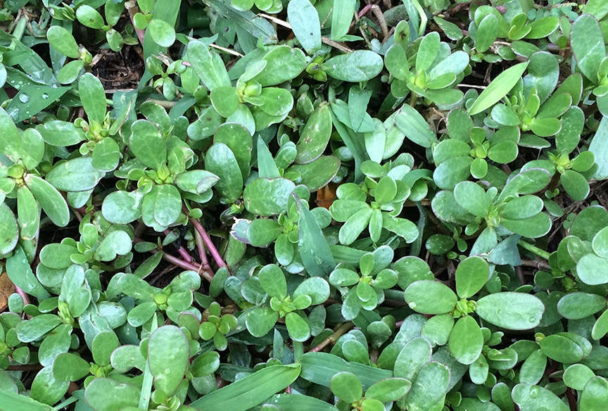 purslane02.jpg