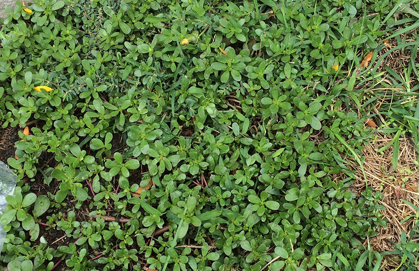 purslane03.jpg