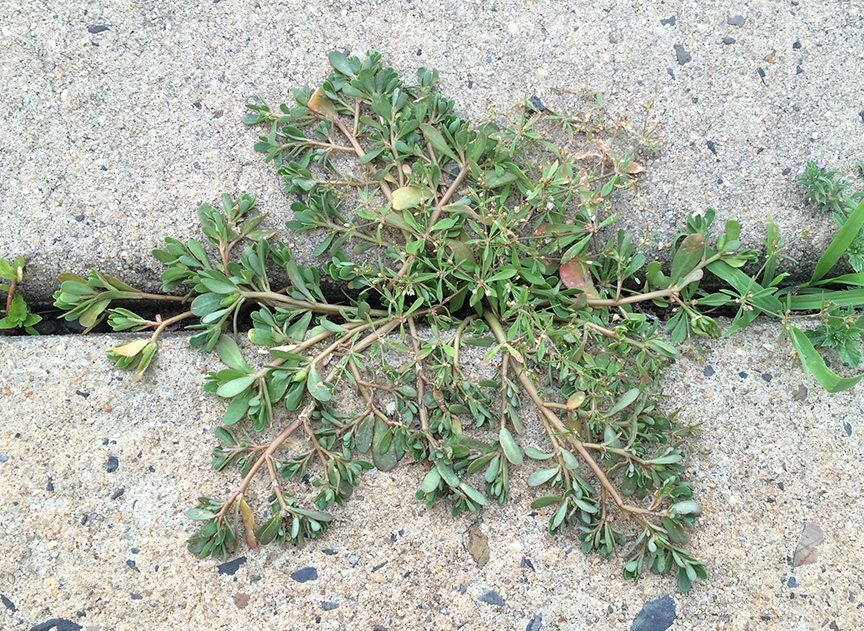 purslane05.jpg