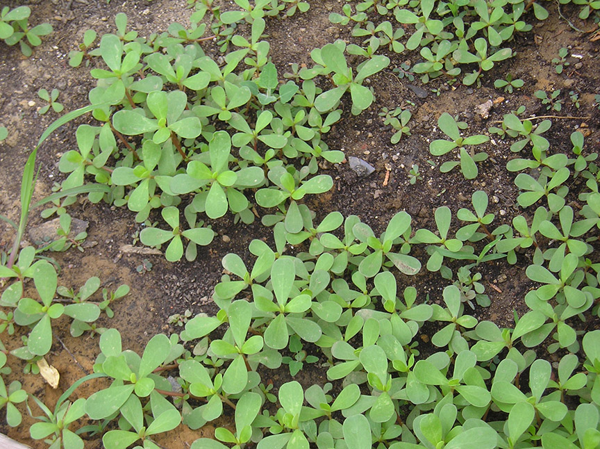 purslane20.jpg