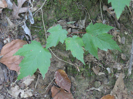 redmaple_02.jpg