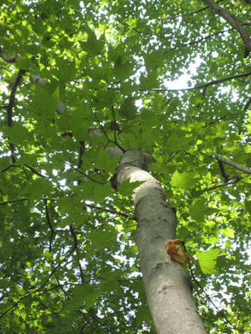 redmaple_04.jpg