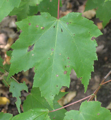redmaple_05.jpg