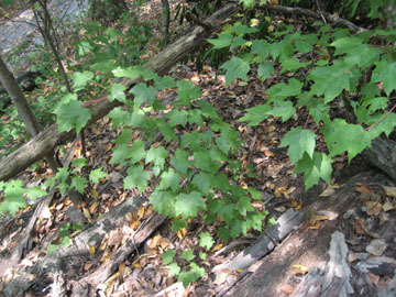 redmaple_06.jpg