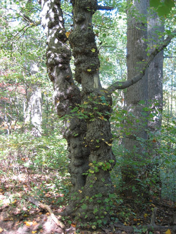 redmaple_07.jpg
