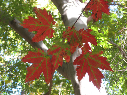 redmaple_08.jpg