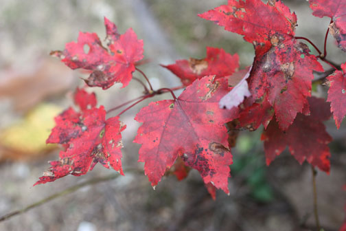 redmaple_09.jpg