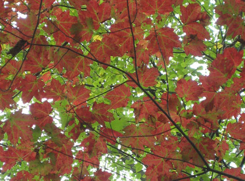 redmaple_10.jpg
