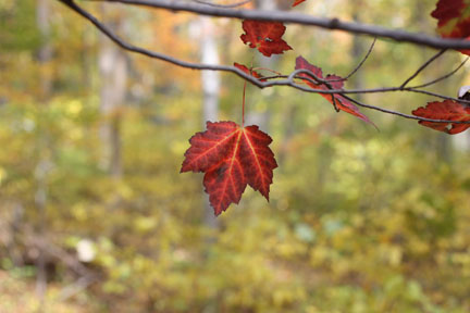 redmaple_11.jpg