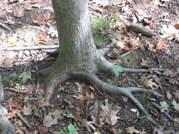 redmaple_12.jpg