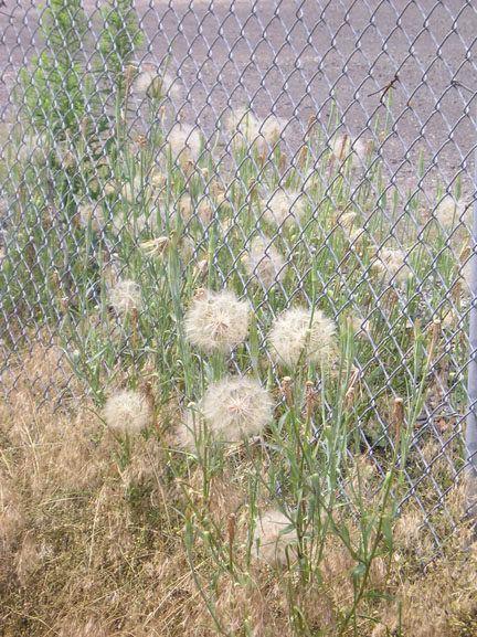 salsify_01.jpg