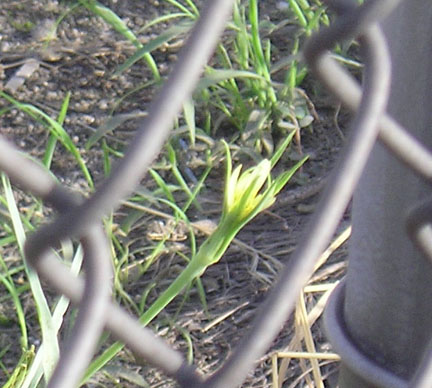 salsify_02.jpg