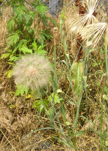 salsify_03.jpg