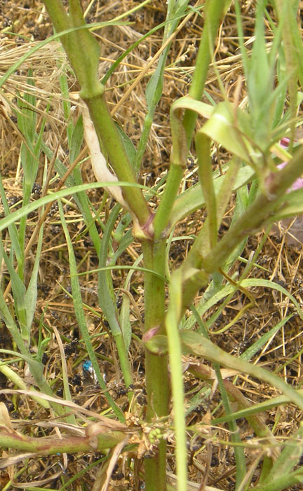 salsify_04.jpg