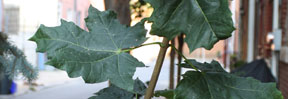 Acer platanoides