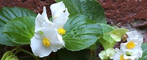 Begonia x semperflorens-cultorum