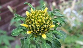 Bidens vulgata