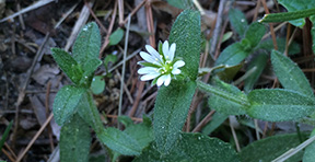 Cerastium fontanum